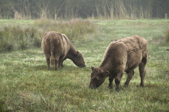 Galloway runderen