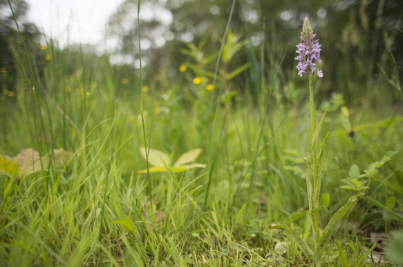 Orchidee
