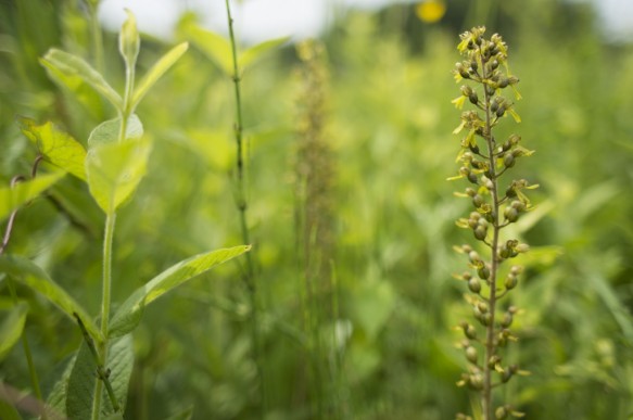 Grote keverorchis