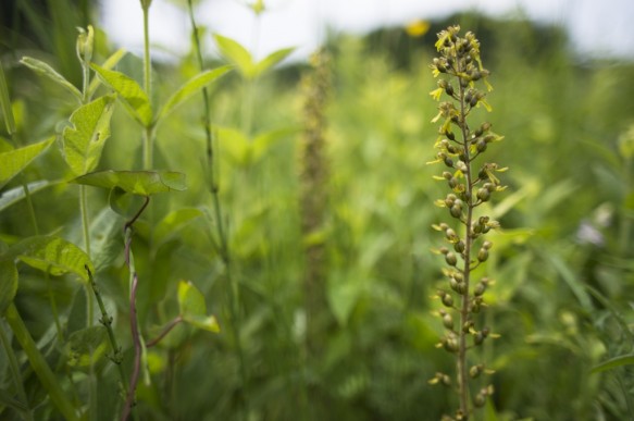 Grote keverorchis