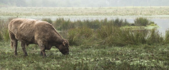 Galloway runderen