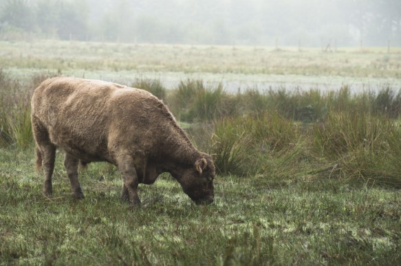 Galloway runderen