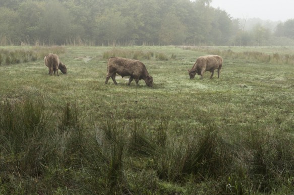 Galloway runderen