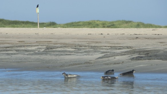 Zeehonden