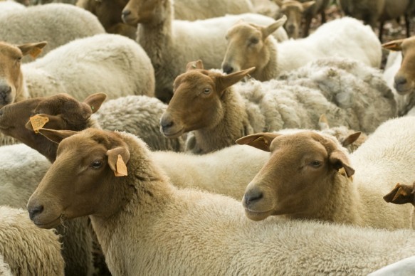 Schapen