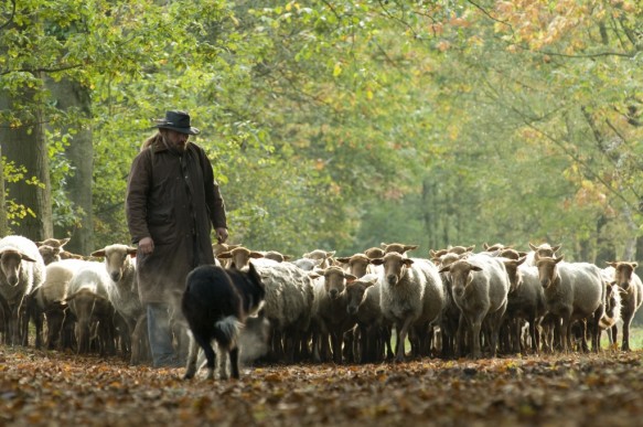 Schapen