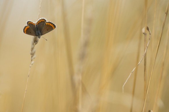 Bruin blauwtje