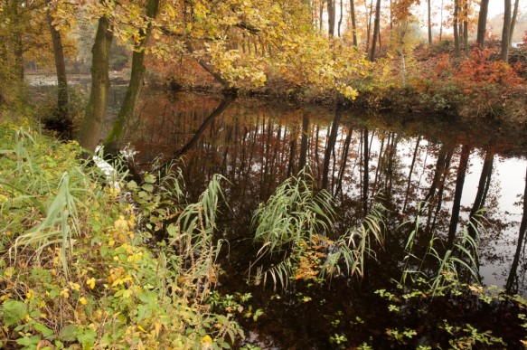 Stropersbos