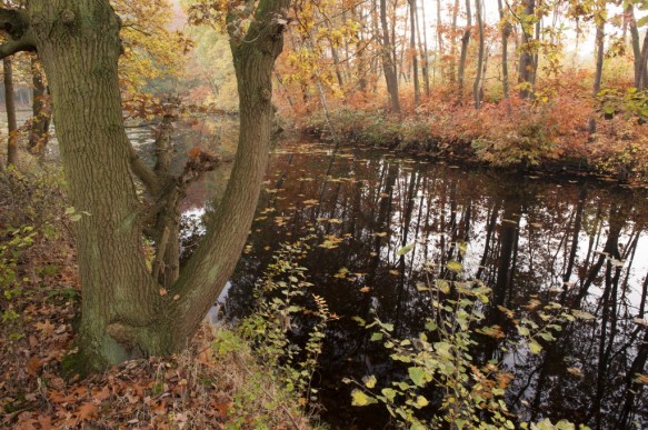 Stropersbos