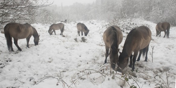 Konikpaarden