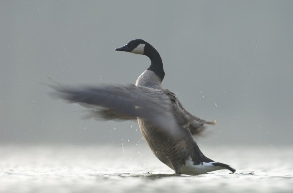 Canadese gans