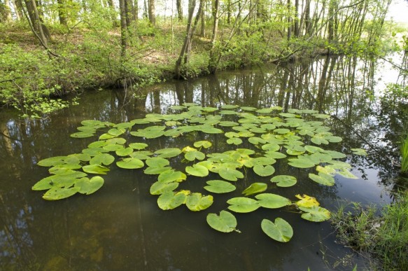 Beek in het bos.