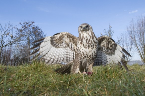 Buizerd