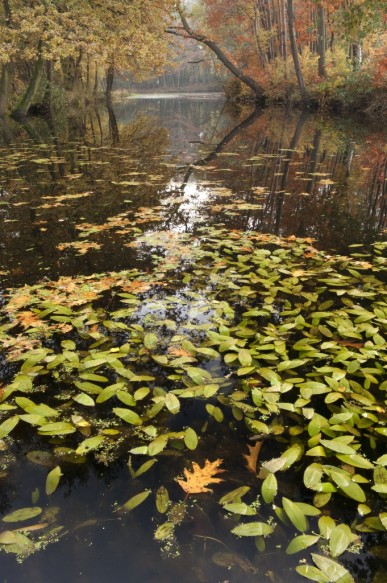 Stropersbos