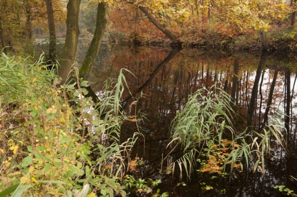Stropersbos