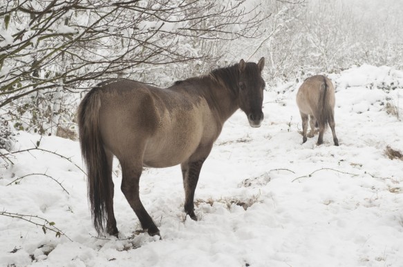 Konikpaarden