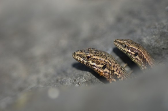 Muurhagedis