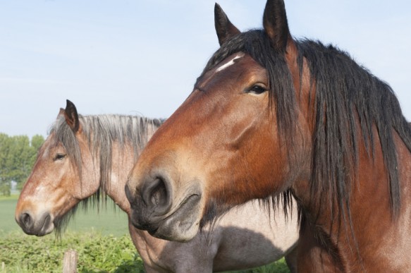 Paard
