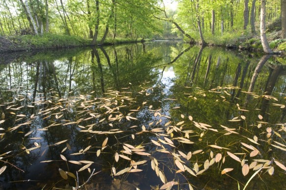 Stropersbos