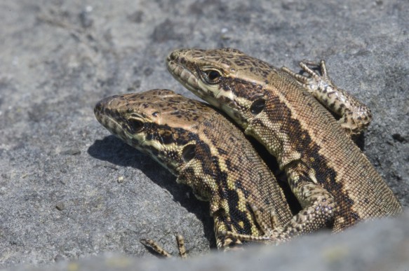 Muurhagedis