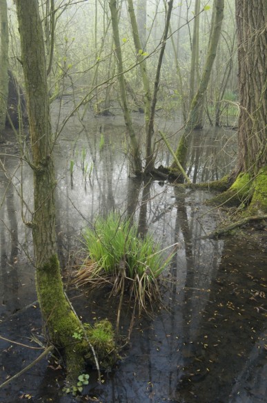 Broekbos