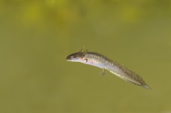 Larve van vinpootsalamander.
