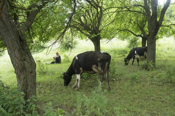 Herder met koeien