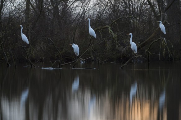 Grote zilverrreiger