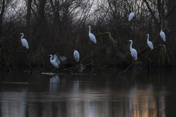 Grote zilverrreiger