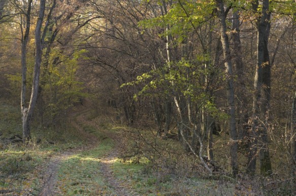 Bos in Bulgarije
