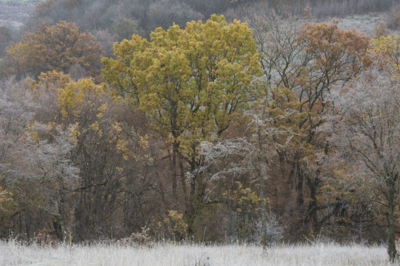 Rusenski Lom natuurgebied.