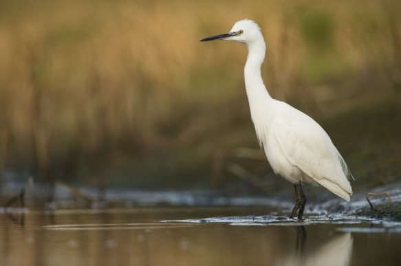 Kleine zilverreiger
