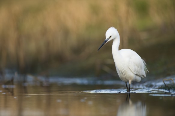 Kleine zilverreiger