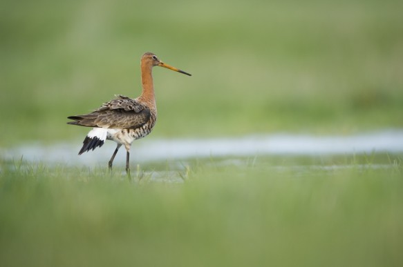 Grutto