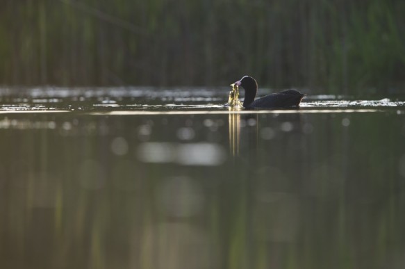 Meerkoet