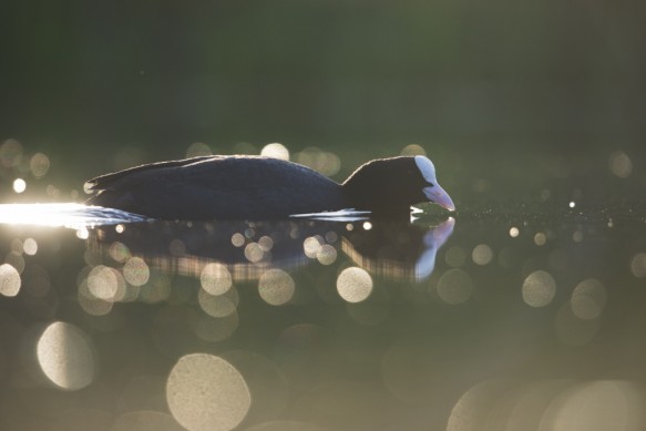 Meerkoet