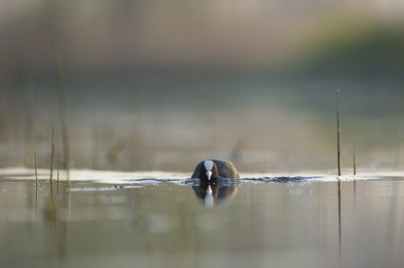 Meerkoet