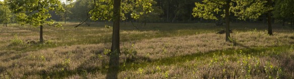 Struikheide