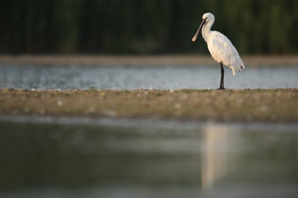 Lepelaar