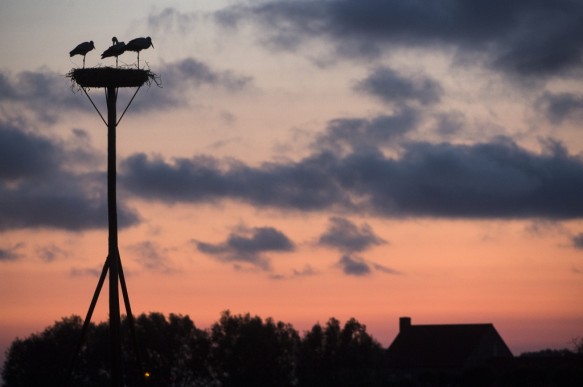 Ooievaar.