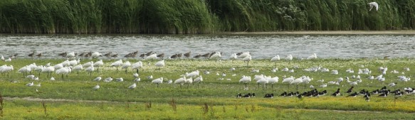 Rustende vogels.