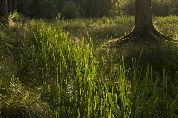Stropersbos