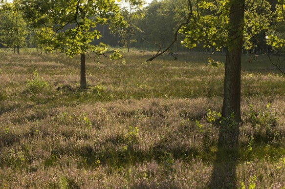 Struikheide