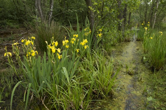 Stropersbos