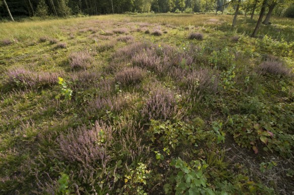 Struikheide