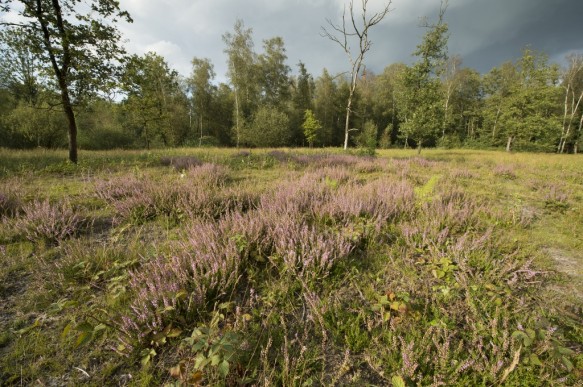 Struikheide