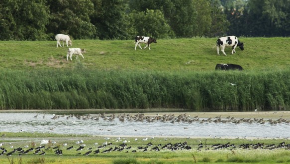 Rustende vogels