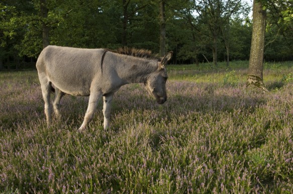 Ezel tussen de heide in het Stropersbos