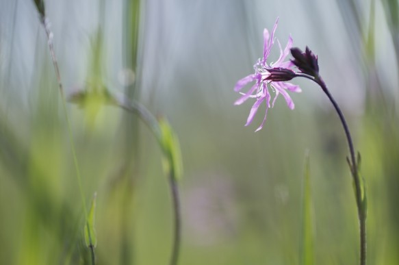 Echte koekoeksbloem