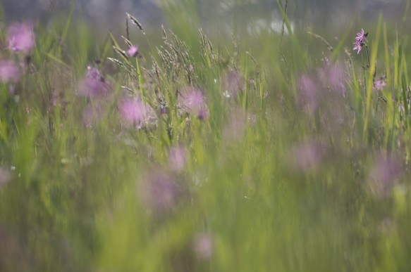 Echte koekoeksbloem